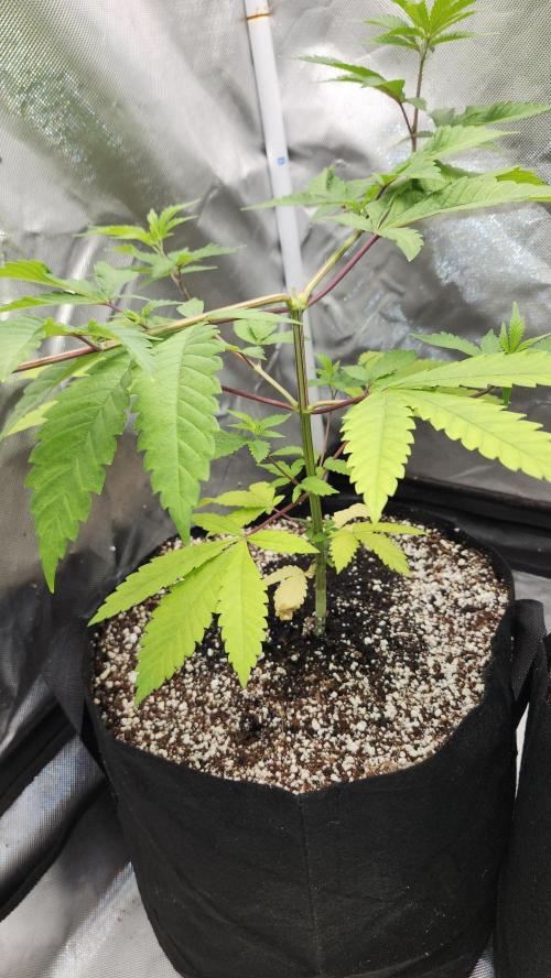 Big Berry Bliss !!Business!!. Week 5 - 05/18 (2)