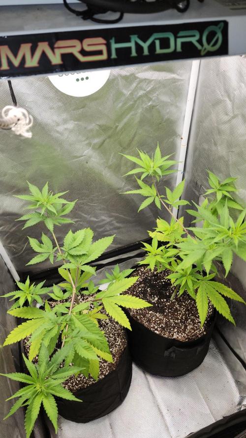Big Berry Bliss. Week 5