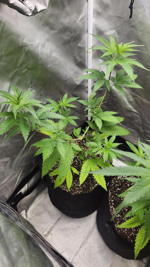 Big Berry Bliss !!Business!!. Week 5 - 05/23 (1)