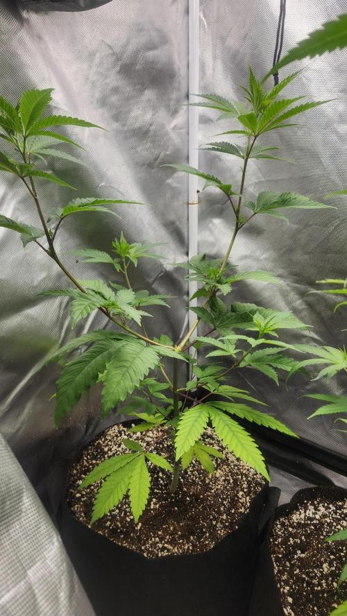 Big Berry Bliss !!Business!!. Week 5 - 05/23 (1)