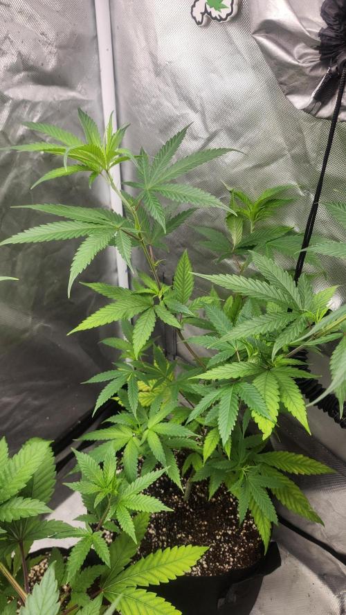 Big Berry Bliss !!Business!!. Week 5 - 05/23 (2)
