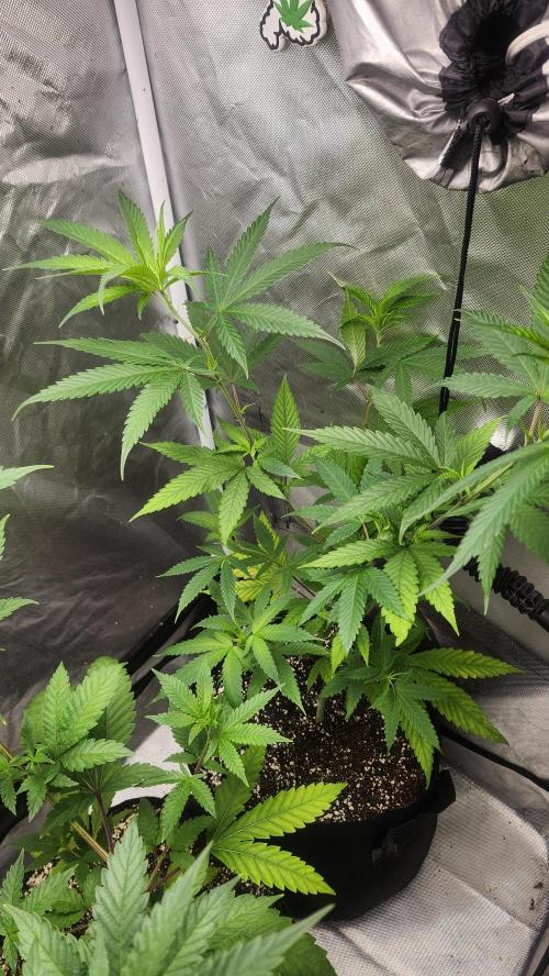 Big Berry Bliss !!Business!!. Week 5 - 05/23 (2)
