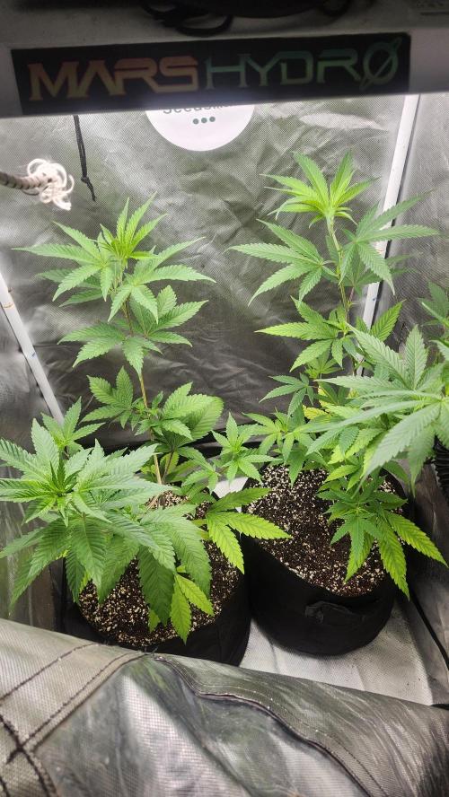 Big Berry Bliss !!Business!!. Week 5 - 05/23 (Both)