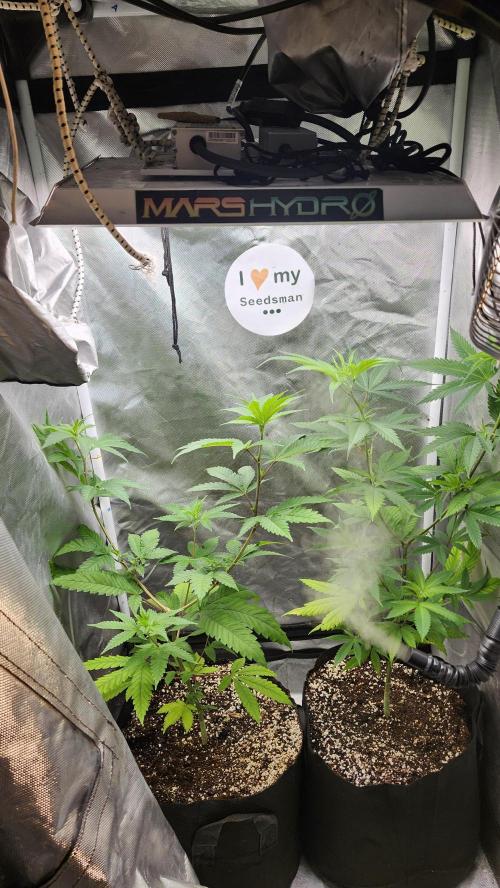 Big Berry Bliss !!Business!!. Week 5 - 05/23 (Both)