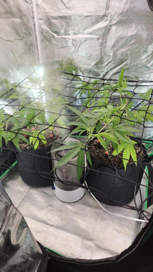 Big Berry Bliss !!Business!!. Week 6 - 05/24 - (Both)