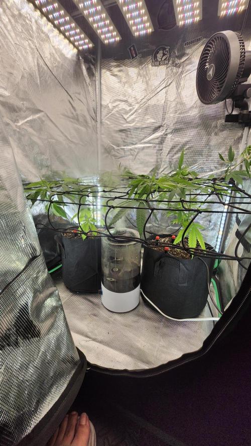 Big Berry Bliss !!Business!!. Week 6 - 05/24 - (Both)