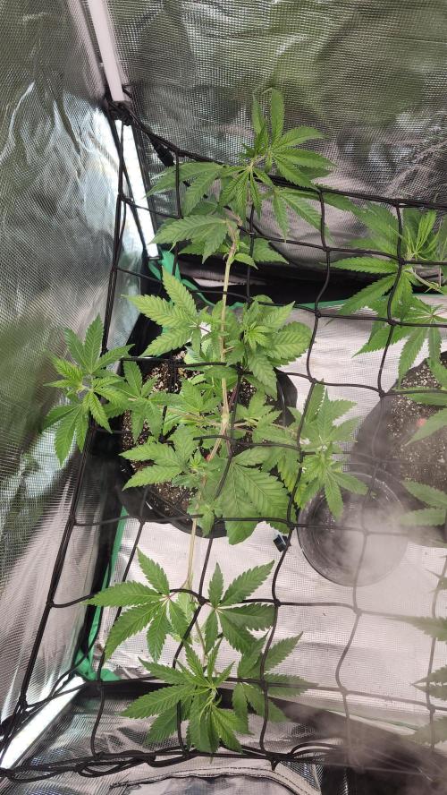 Big Berry Bliss !!Business!!. Week 6 - 05/24 - (Left)