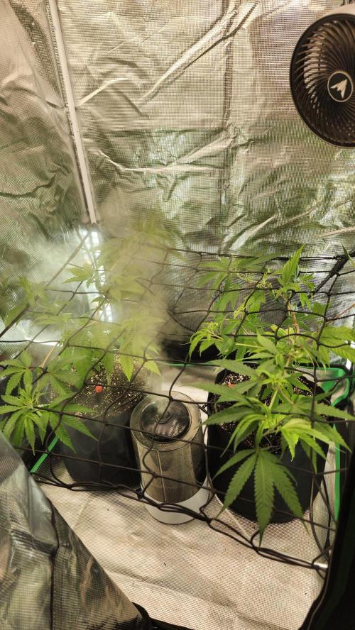 Big Berry Bliss !!Business!!. Week 6 - 05/24 - (Both)