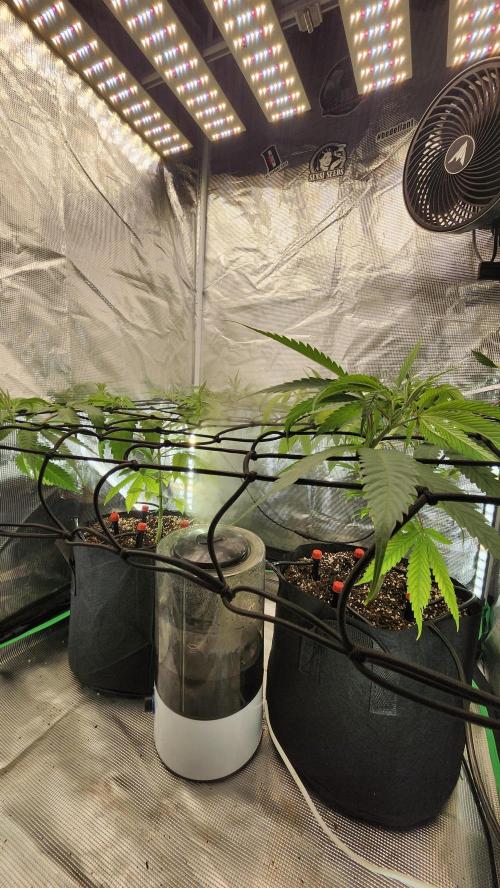 Big Berry Bliss !!Business!!. Week 6 - 05/24 - (Both)