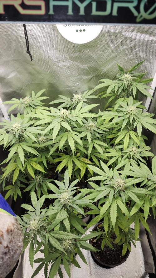 Grape Soda. Week 33