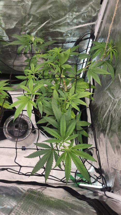 Big Berry Bliss !!Business!!. Week 6 - 05/27 (1)
