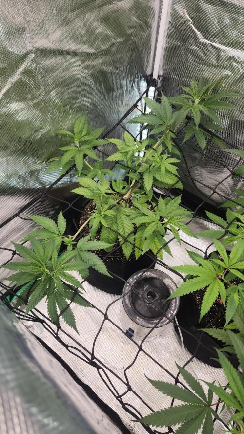 Big Berry Bliss !!Business!!. Week 6 - 05/27 (2)