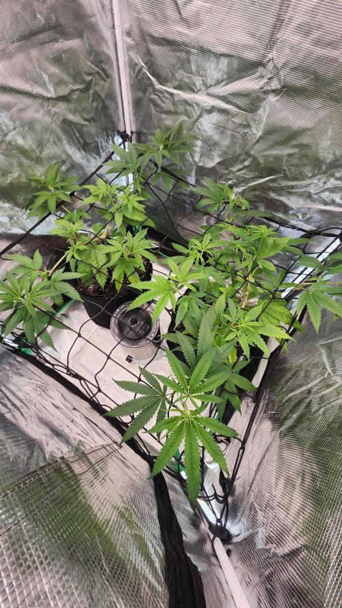 Big Berry Bliss !!Business!!. Week 6 - 05/27 (Both)