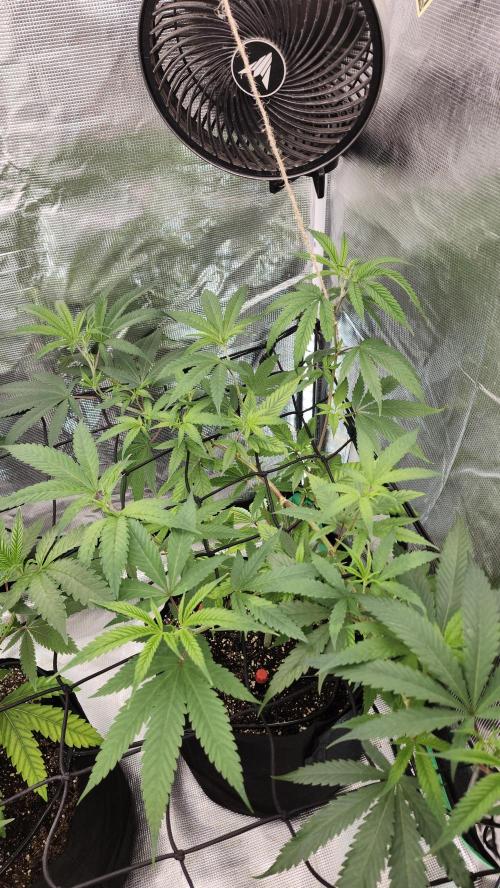 Big Berry Bliss !!Business!!. Week 6 - 05/29 (1)