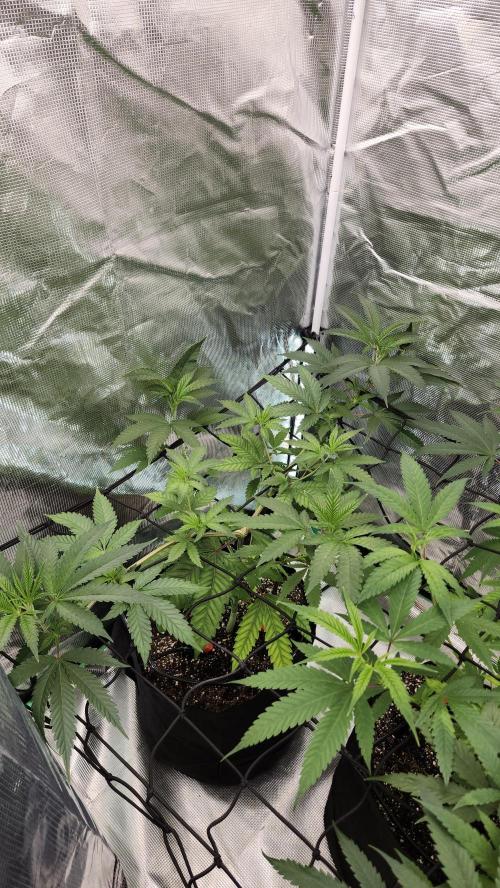 Big Berry Bliss !!Business!!. Week 6 - 05/29 (2)