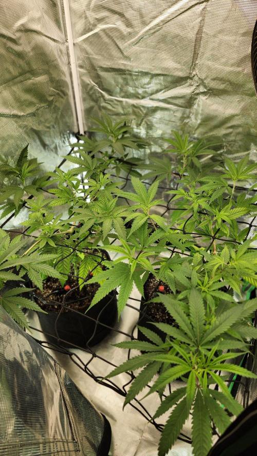 Big Berry Bliss !!Business!!. Week 6 - 05/29 (Both)