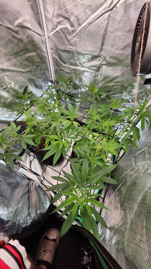 Big Berry Bliss !!Business!!. Week 6 - 05/29 (Both)