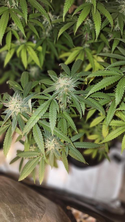 Grape Soda. Week 34