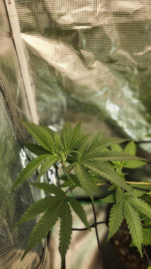 Big Berry Bliss !!Business!!. Week 7 - 05/30 (2)