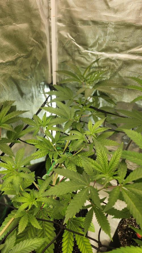 Big Berry Bliss !!Business!!. Week 7 - 05/30 (2)
