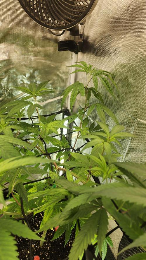 Big Berry Bliss !!Business!!. Week 7 - 05/30 (1)