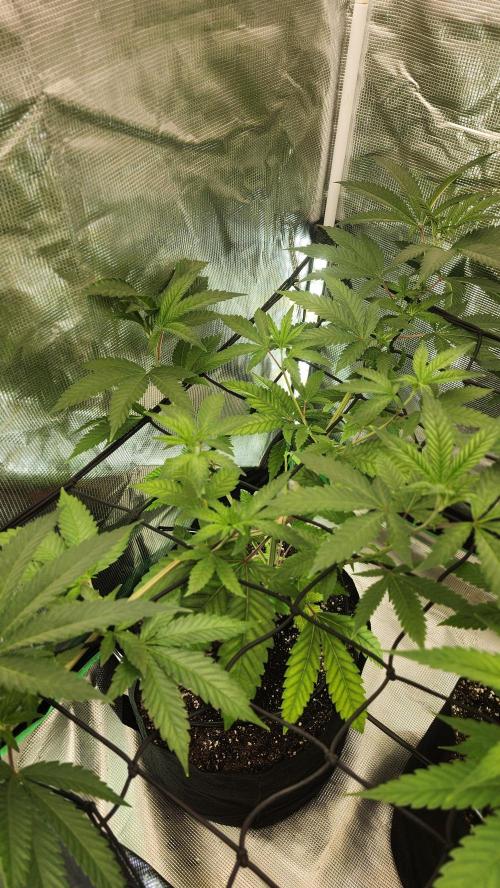 Big Berry Bliss !!Business!!. Week 7 - 05/30 (2)