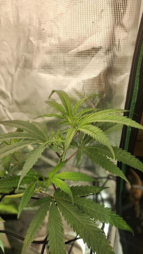 Big Berry Bliss !!Business!!. Week 7 - 05/30 (1)