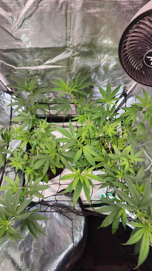 Big Berry Bliss !!Business!!. Week 7 - 05/30 (Both)