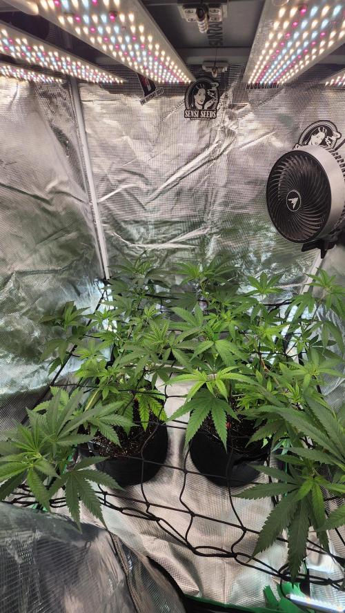 Big Berry Bliss !!Business!!. Week 7 - 05/30 (Both)