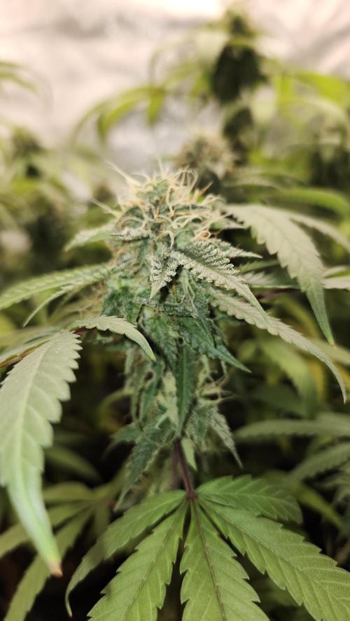 Grape Soda. Week 34