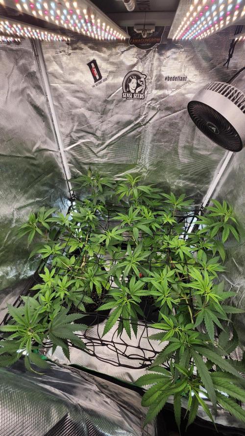 Big Berry Bliss !!Business!!. Week 7 - 06/03