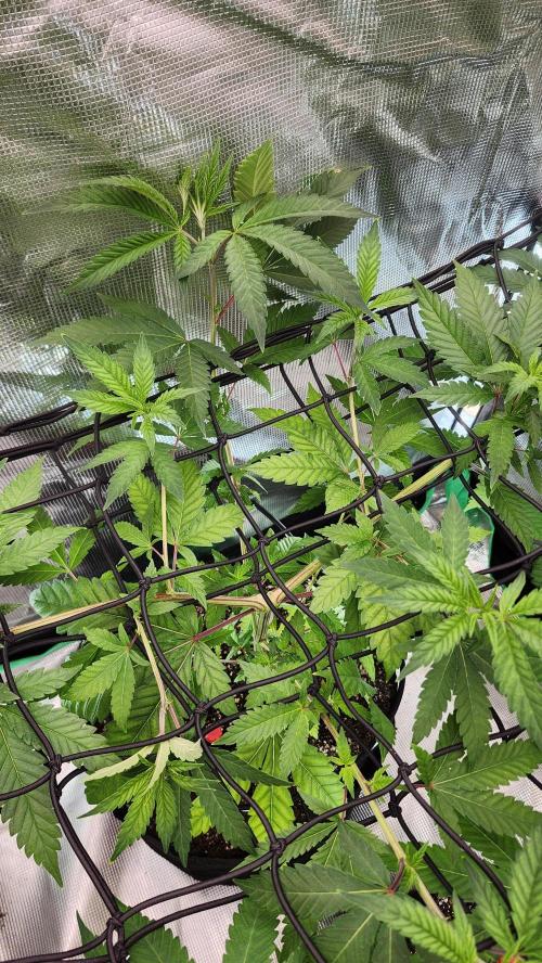 Big Berry Bliss !!Business!!. Week 7 - 06/01