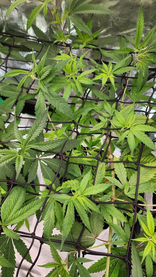 Big Berry Bliss !!Business!!. Week 7 - 06/01