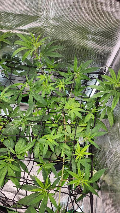 Big Berry Bliss !!Business!!. Week 7 - 06/01