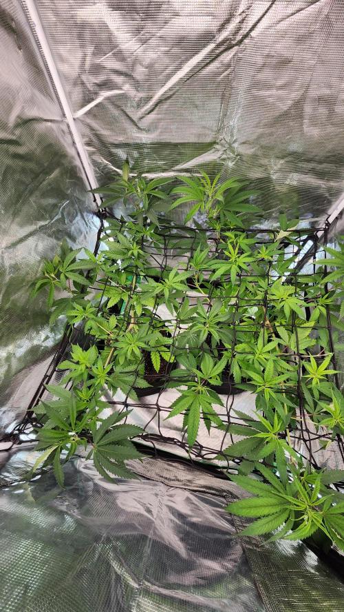 Big Berry Bliss !!Business!!. Week 7 - 06/01