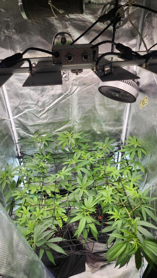 Big Berry Bliss !!Business!!. Week 7 - 06/03