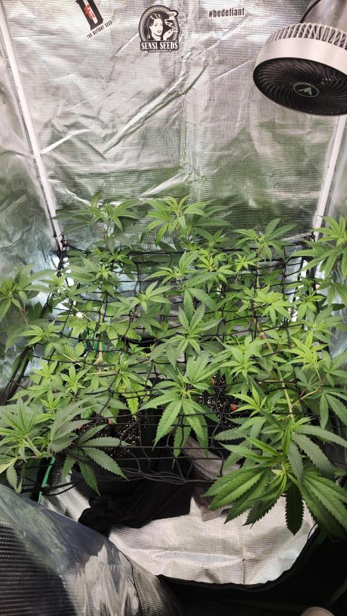 Big Berry Bliss !!Business!!. Week 7 - 06/03