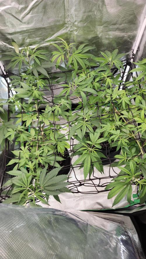 Big Berry Bliss !!Business!!. Week 7 - 06/03