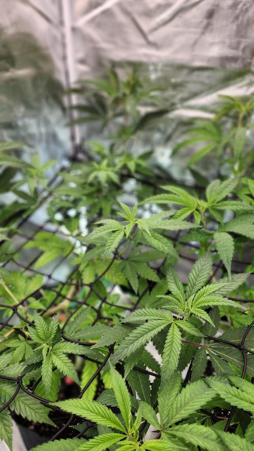 Big Berry Bliss !!Business!!. Week 7 - 06/03