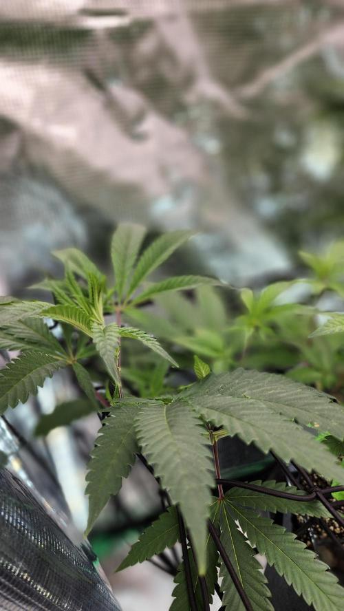 Big Berry Bliss !!Business!!. Week 7 - 06/03