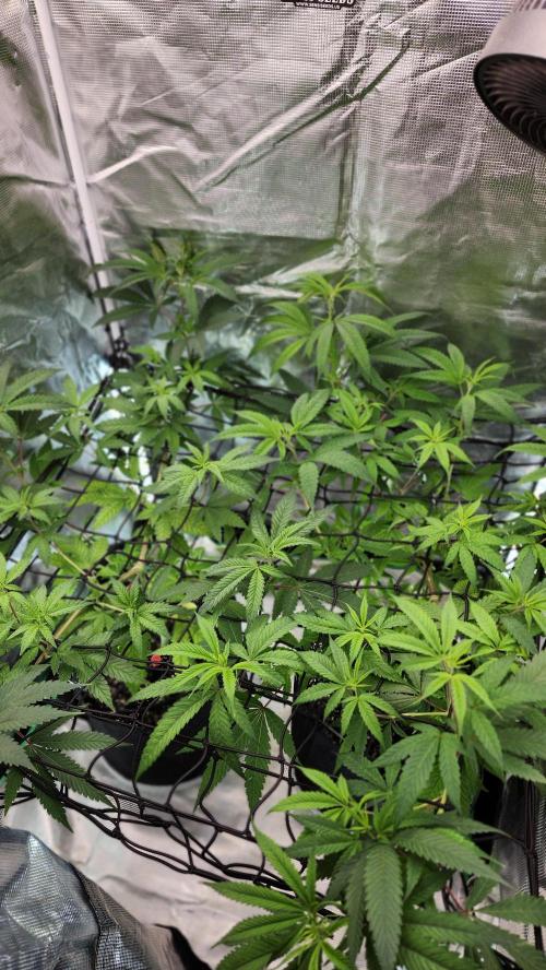Big Berry Bliss !!Business!!. Week 7 - 06/03