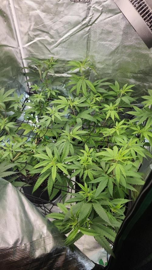 Big Berry Bliss !!Business!!. Week 7