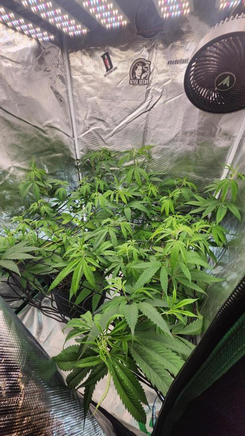 Big Berry Bliss !!Business!!. Week 8 - 06/06