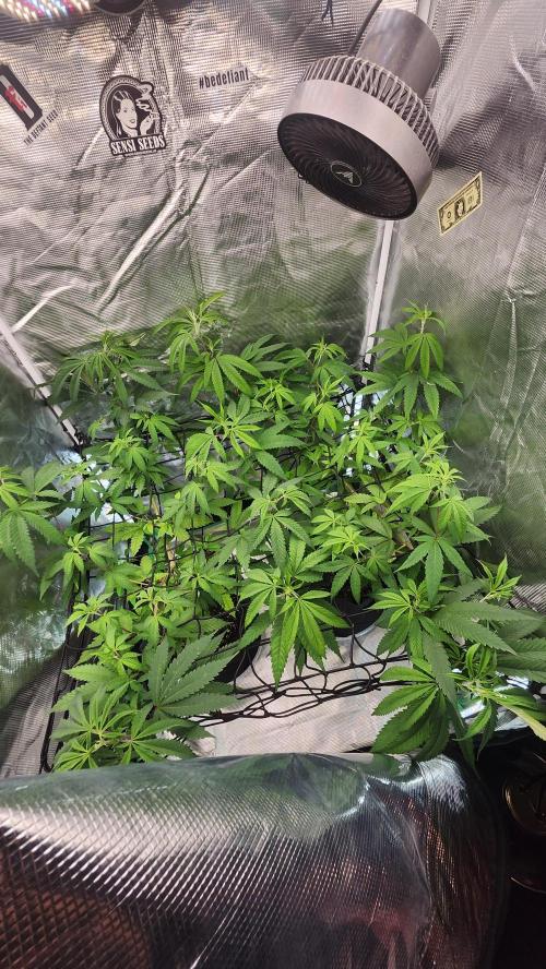 Big Berry Bliss !!Business!!. Week 8 - 06/06