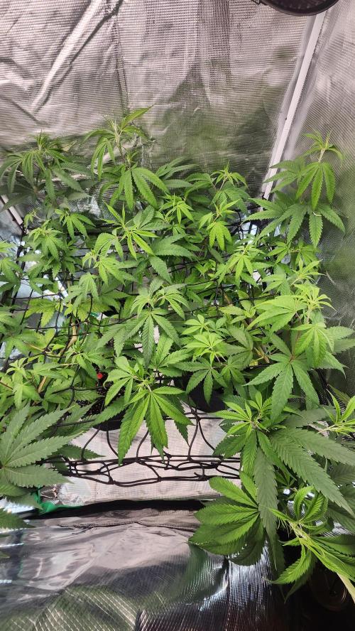 Big Berry Bliss !!Business!!. Week 8 - 06/06