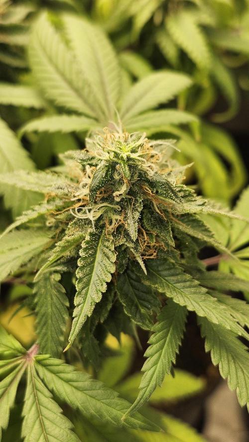 Grapeppy Grape!!. Week 34