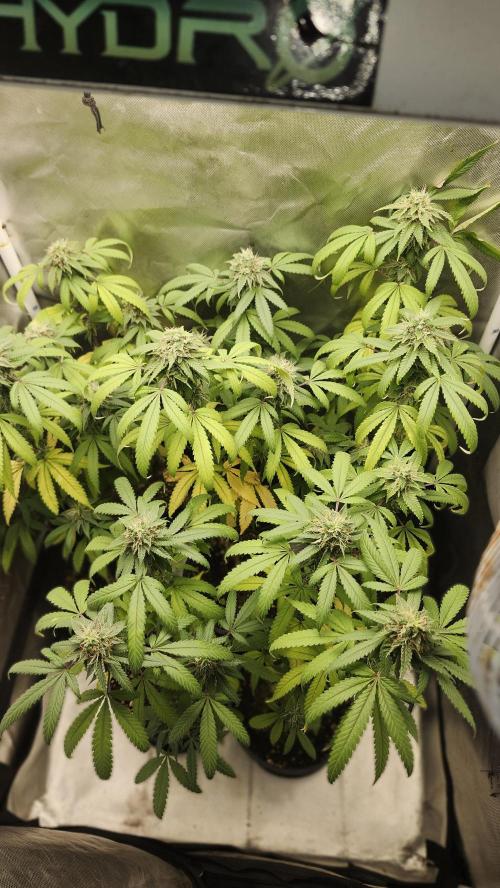Grapeppy Grape!!. Week 34
