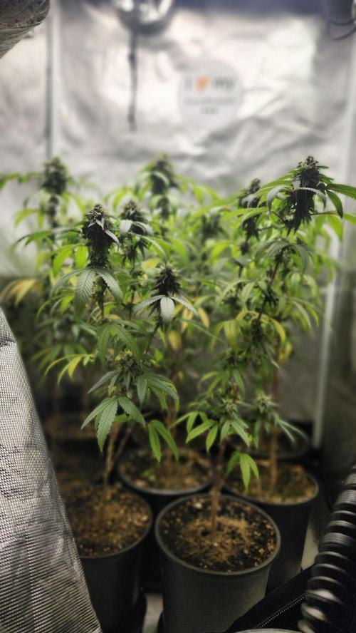 Grapeppy Grape!!. Week 34