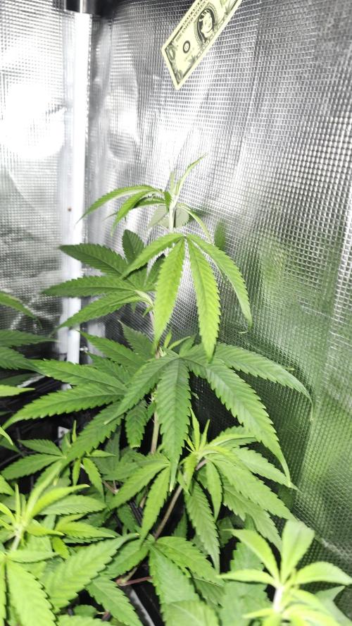Big Berry Bliss !!Business!!. Week 8 - 06/07