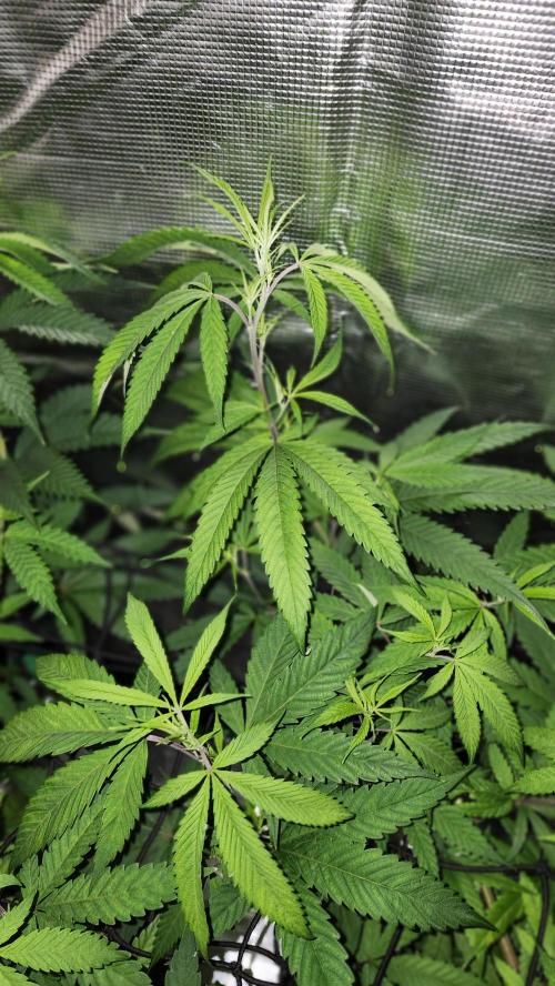 Big Berry Bliss !!Business!!. Week 8 - 06/07